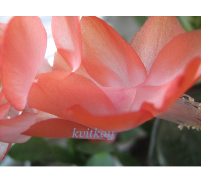 Шлюмбергера усічена (Schlumbergera truncatus)  Apricot